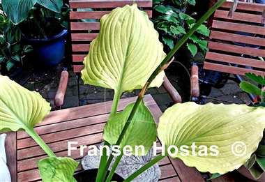 Hosta Seasons in the Sun